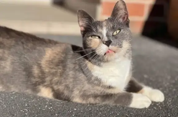 Lost pets Penrith, photo: Lost cat, Baraba Close, 1, Penrith — small female cat with a kitten-like personality