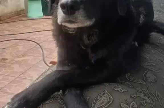 Cachorro perdido, Rua Ubiraci, Rio de Janeiro — macho dócil e preto - photo