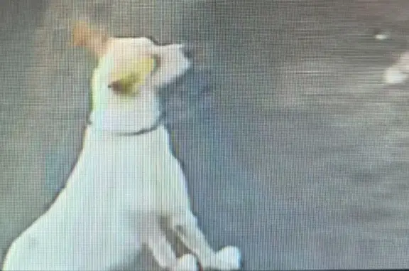 Búsqueda de mascotas, foto: Perro perdido, Padua, 259, San Francisco Acuautla, Mexico City — hembra tranquila de talla mediana
