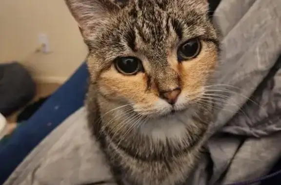Lost Cat, Female, South Kenney Fort Boulevard, 1100, Round Rock — Orange Cheeks and One Orange Leg - photo
