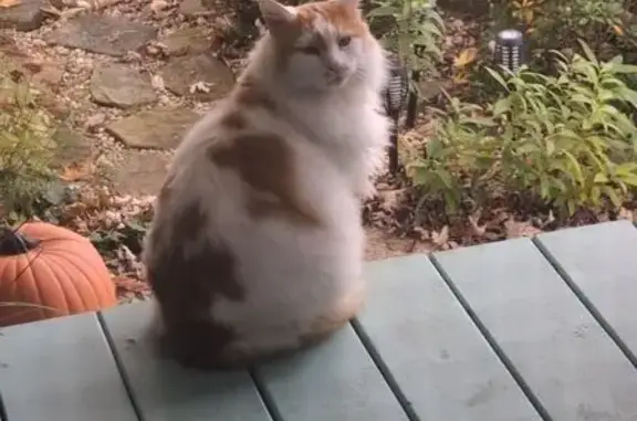 Lost male cat, Saint Clair Street, Latrobe — long-haired, white and orange - photo