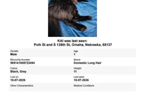 Missing cat Omaha, photo: Lost cat, Polk Plaza, 13605, Omaha — male with long black fur