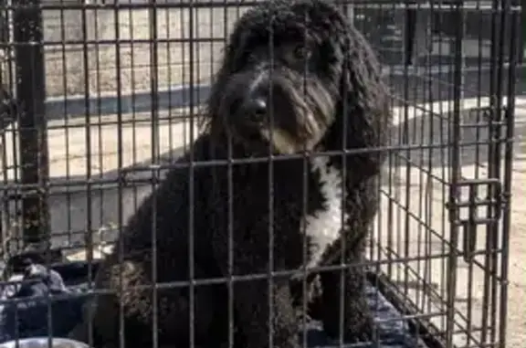 Lost dog, East Lone Tree Parkway, Eagle Mountain, Phoenix — male black poodle with white on the front - photo