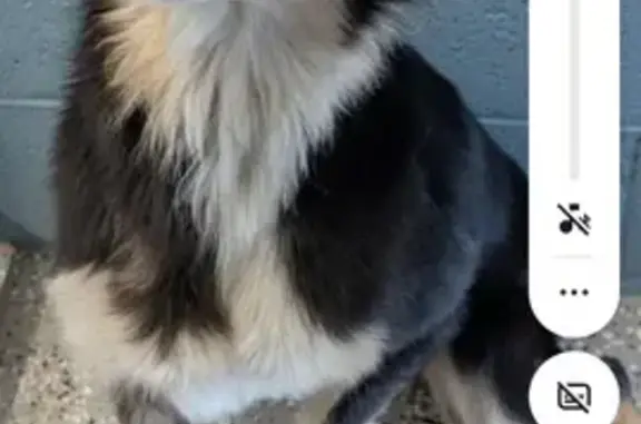 Lost dog, female, East 4th Street, 288, Benson, Benson — adopted by Benson Animal Shelter - photo