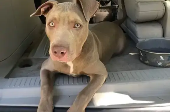 Found dog Brandon, photo: Found dog, Gunter Road, Florence, Brandon — spayed female mocha-colored pit mix
