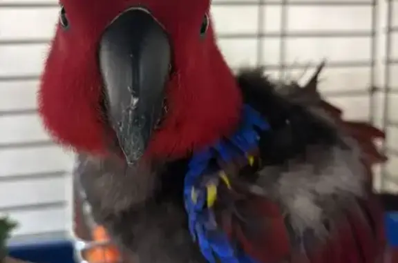 Found bird, Inner West — adult...