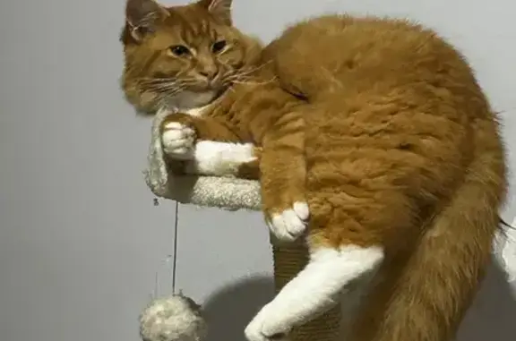 Lost cat, Helby Close, Western Australia, Merriwa — male with white socks and chest - photo
