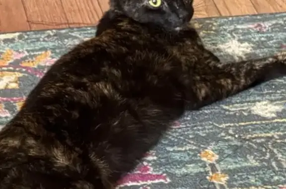 Lost cat, West Coulter Street, 510, Philadelphia — female tortoiseshell cat - photo