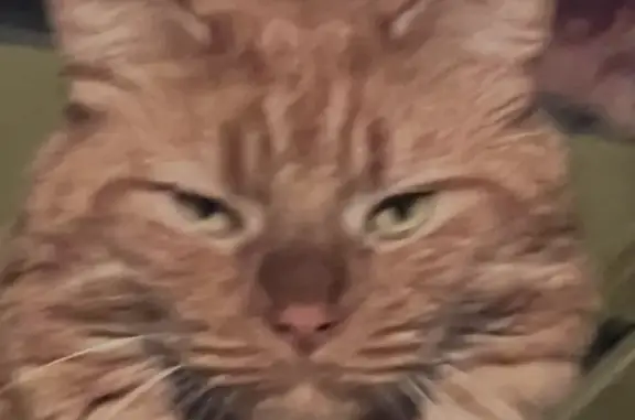 Lost male cat, Brookfield, Connecticut, Newtown — extra toes - photo