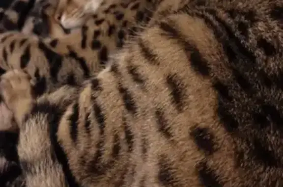 Missing cat Fort Smith, photo: Lost cat, Johnson Street, 4126, Fort Smith — male with a leopard-colored coat and gold collar