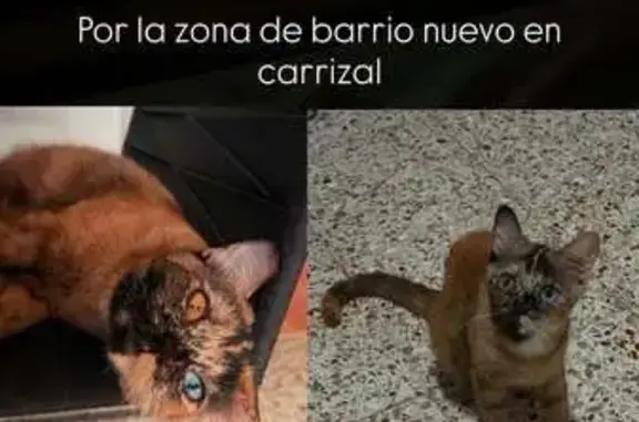 Gato perdido, hembra, Calle General Bravo, 8, Carrizal, Madrid — responde al nombre de Arya - photo