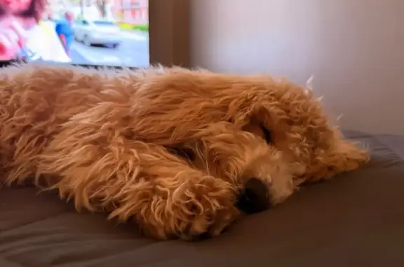 Lost dog, Fischer Boulevard, 758, Toms River, Manhattan — answers to Cookie or Cookiño - photo