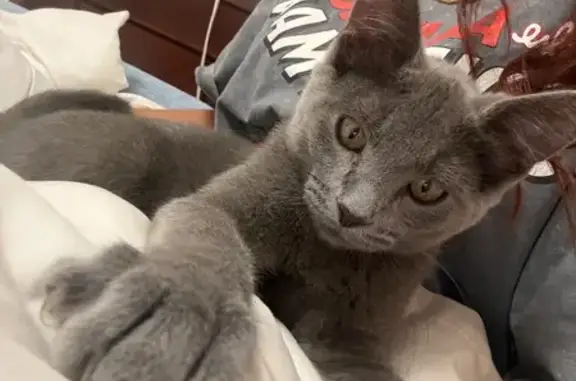 Lost cat, West Cope Avenue, Roseville — gray male, 5 months old - photo