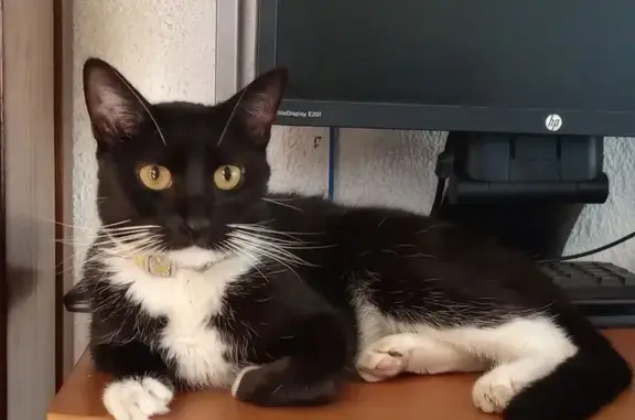 Gato perdido, Sierra de Gurgueya, 62, Veracruz — pequeño y con collar rosa - photo
