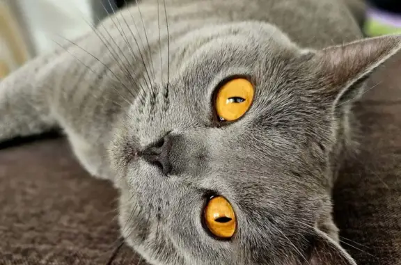 Lost pets Frankston, photo: Lost cat, female, Franciscan Avenue, 12S, Frankston — timid British Shorthair