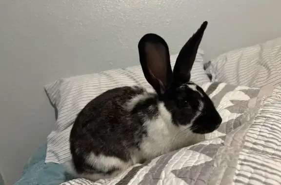 Lost pets Farmers Branch, photo: Lost bird, Amber Lane, 2999, Farmers Branch — male with long ears