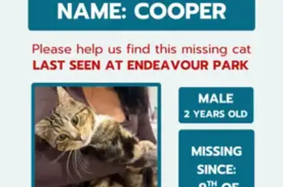 Missing cat Sydney, photo: Lost cat, Orphan School Creek Shared Path, Sydney — small tear on right ear