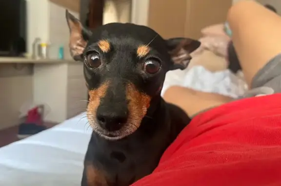 Perro perdido, Calle Ciudad de Andújar, 17, Málaga, Malaga — hembra sin rabo - photo