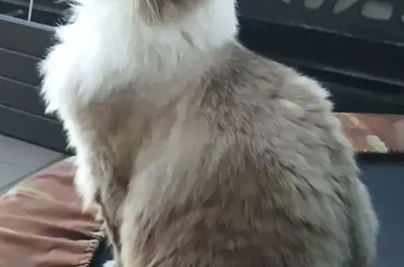 Lost male cat, Russell Avenue, 116, Bayside Council, Mascot — white paws and blue eyes - photo