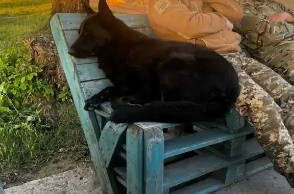 Зникла собака, самець, Луцька вулиця, Зміїнець — чорна вівчарка - photo
