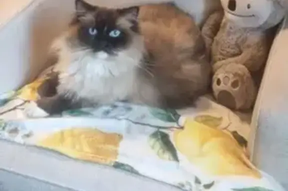 Lost cat, Trembath Street, Charles Sturt, Strathfield — indoor cat with a recent summer cut - photo