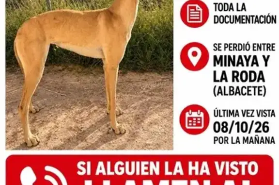 Perro perdido en Madrid — galga con microchip y tatuaje - photo