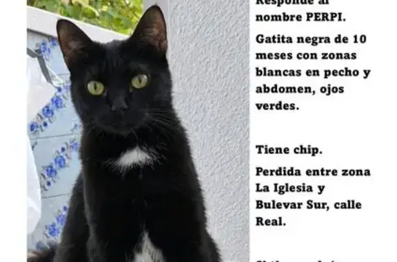 Gata perdida, Calle Real, 12, Parla — negra, con ojos verdes - photo