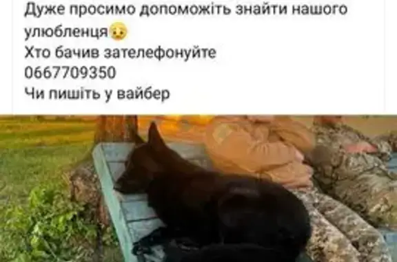 Зникла собака, Боголюби, Боголюби — чорна німецька вівчарка - photo