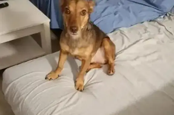 Perro perdido, Vereda del Fatego, Cieza — pequeño y miedoso - photo