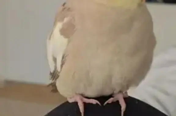 Lost pets Western Downs Regional Council, photo: Lost bird, female cockatiel, Little Queen Street, 12, City of Sydney, Western Downs Regional Council — yellow face and orange cheeks