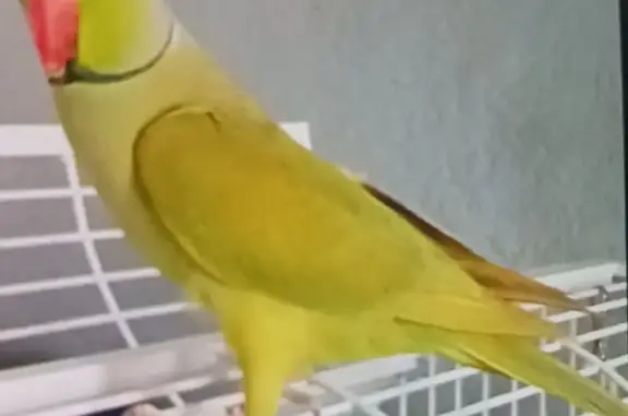 Lost Bird, Ponderosa Avenue, 32816, DeLand, Apopka — answers to squeakers - photo