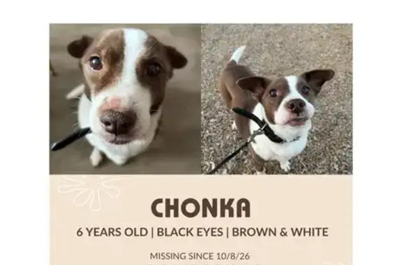 Lost Dog, Harvest Corner Drive, Texas, Richmond — female Jack Russell Terrier - photo