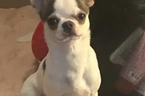 Lost Dog, Shetland Drive, 7311, San Antonio — male Chihuahua with black spots - photo