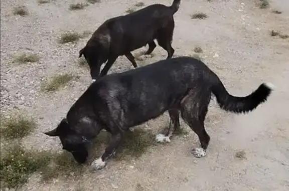 2 mastinas atigradas oscuras, llevan collar de cadena gruesa y collar antiparasitos, tienen chip