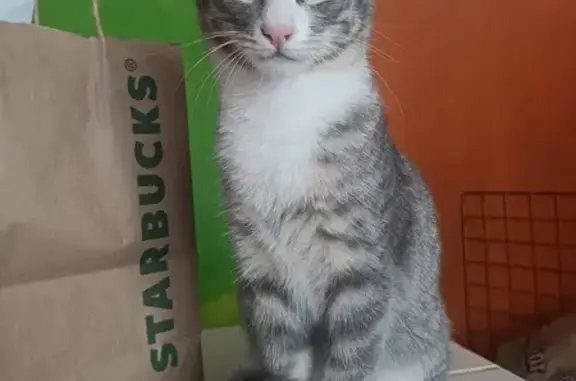 Gato perdido, Izcalli, MZ160 LT8, Ciudad de México, Los Reyes Acaquilpan — macho, con las 4 patitas blancas - photo