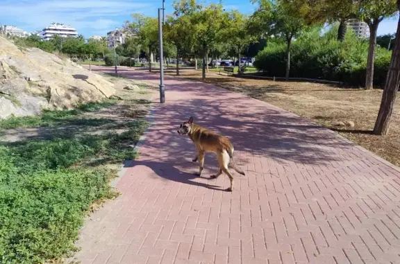 Perro encontrado Murcia, foto: Perro encontrado, hembra, Calle de la Fuente, Murcia — cerca del restaurante Asador Puerta de Murcia
