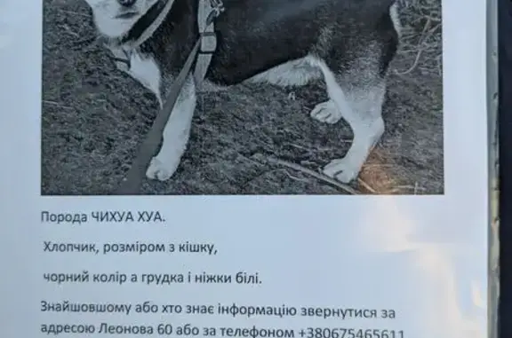 Зникла собака, самець, Омельник, Полтавська область, Омельник — чіхуахуа, чорна з білим - photo