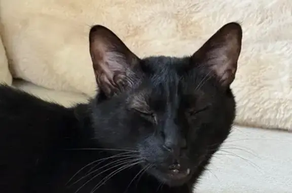 Lost male cat, Dogwood Avenue, 1440, Morgantown — black, green-eyed, shy - photo
