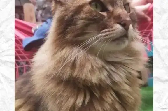 Gato perdido, Calle Víctor Hugo, 6, Málaga — grande, peludo y de 16 años - photo
