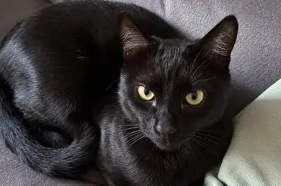 Gato perdido, macho, Calle Flamenco Rosa, 43, Fuente de Piedra, Madrid — collar marrón oscuro - photo