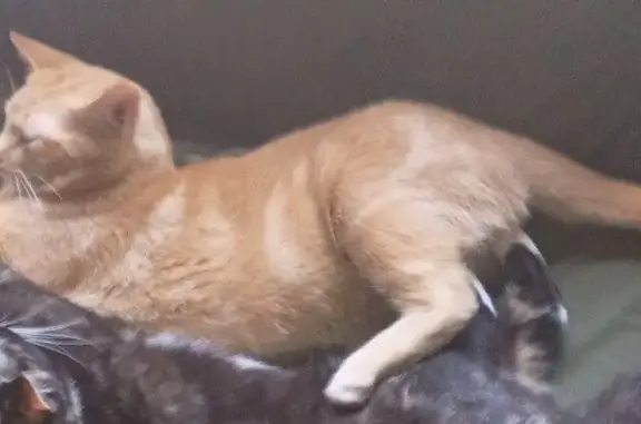 Lost cat, Beechie Fork Road, Alum Creek, Charleston — male orange tabby, about one year old - photo