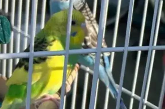 Lost pets Lynbrook, photo: Lost bird, Nieman Avenue, 55, Lynbrook, Manhattan — female yellow-headed budgie