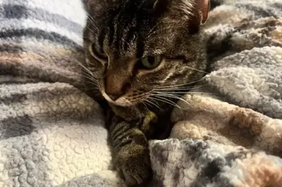 Lost cat, NC 96, 845, Youngsville, Youngsville — small tabby with a crooked tail - photo