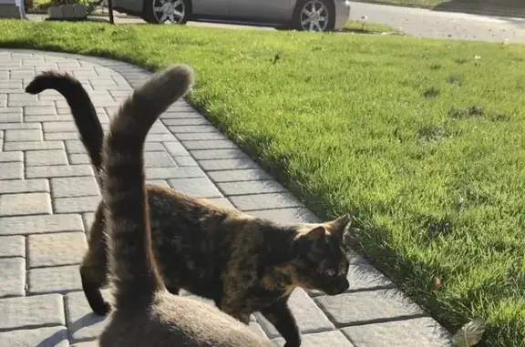 Lost female cat, Claywood Drive, 113, Brentwood — tortoiseshell with green eyes - photo