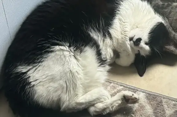 Lost cat, 79th Street West, 4247, Bradenton — female, black-and-white and talkative at night - photo