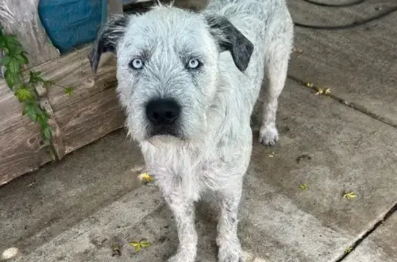 Lost Dog, Nicholas Road, Bridgetown — male with bright blue eyes - photo