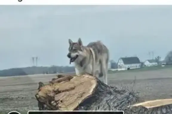 Lost dog, male, West Co Road 350 North, 7518, Saint Paul, St. Paul — very skittish and tan - photo