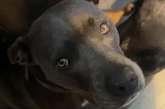 Lost dog, male, East Buffalo Church Road, 135, New Castle — friendly and food-loving - photo