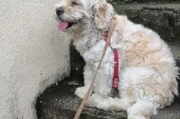 Cachorro encontrado, Avenida J...