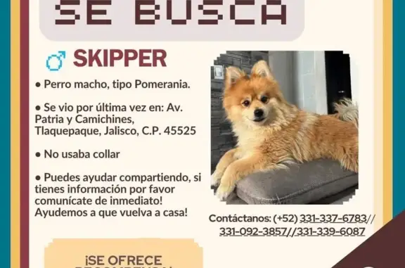 Perro perdido, Avenida Real Camichines, 210, San Pedro Tlaquepaque, Tlaquepaque — Pomeranian café - photo